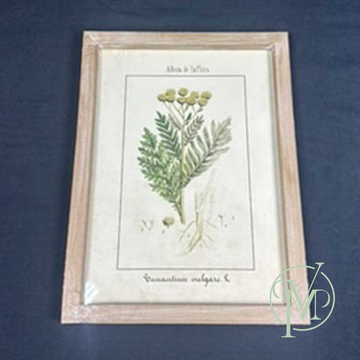 Album de la Flora - Image 2