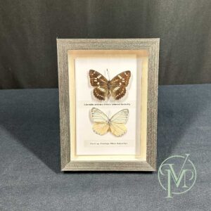 Large Swallowtail Butterfly