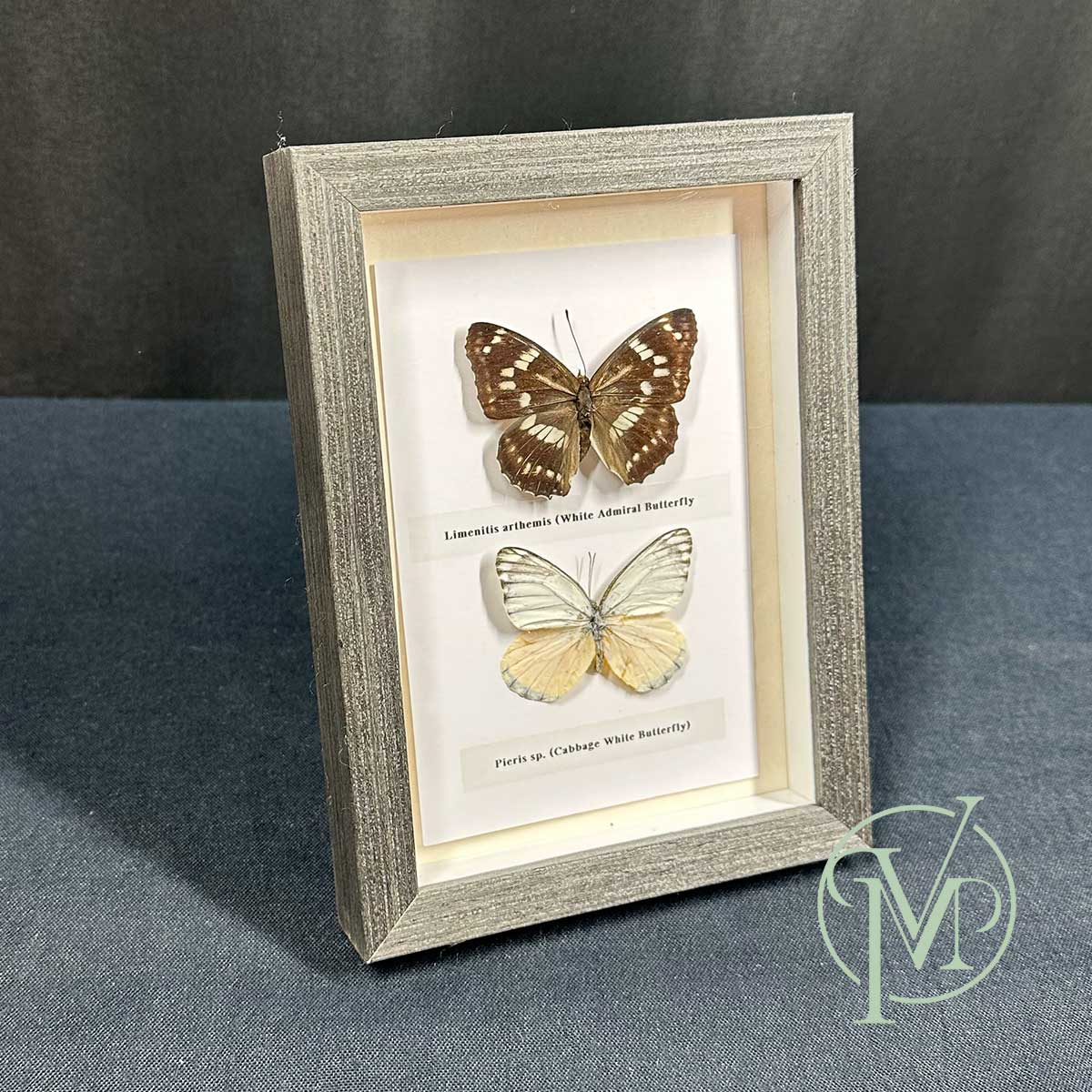 Large Swallowtail Butterfly - Image 2